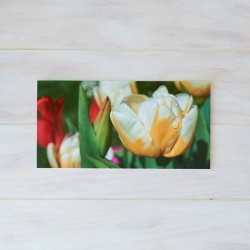 Klappkarte Tulpe Tautropfen