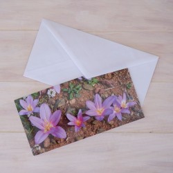 Klappkarte Herbstzeitlosen